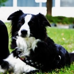 Unsere Schulhündin Ronja ist gestorben