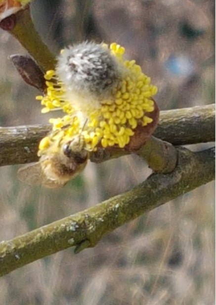 Frühling! Endlich ist er da! (3)