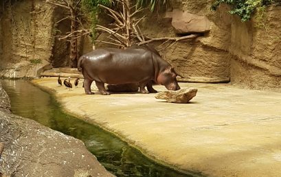 Schulausflug in den Zoo